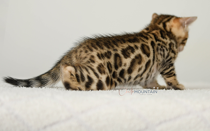 Bengal kitten for sale